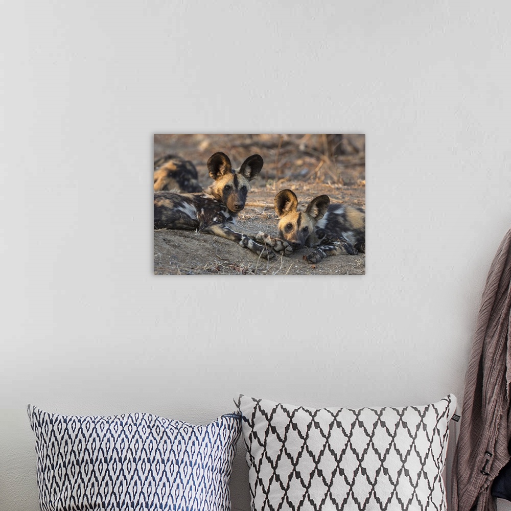A bohemian room featuring African wild dog (Lycaon pictus) at rest, Kruger National Park, South Africa, Africa
