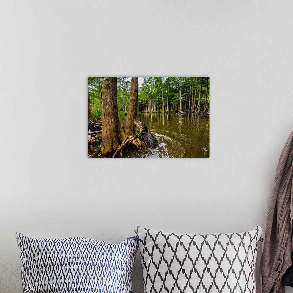 A bohemian room featuring Alligators, swamp near New Orleans, Louisiana, United States of America, North America