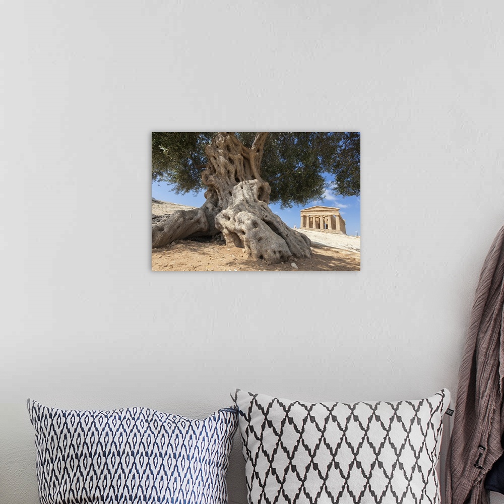A bohemian room featuring An olive tree frames the ancient Temple of Concordia in the archeological site of Valle dei Templ...