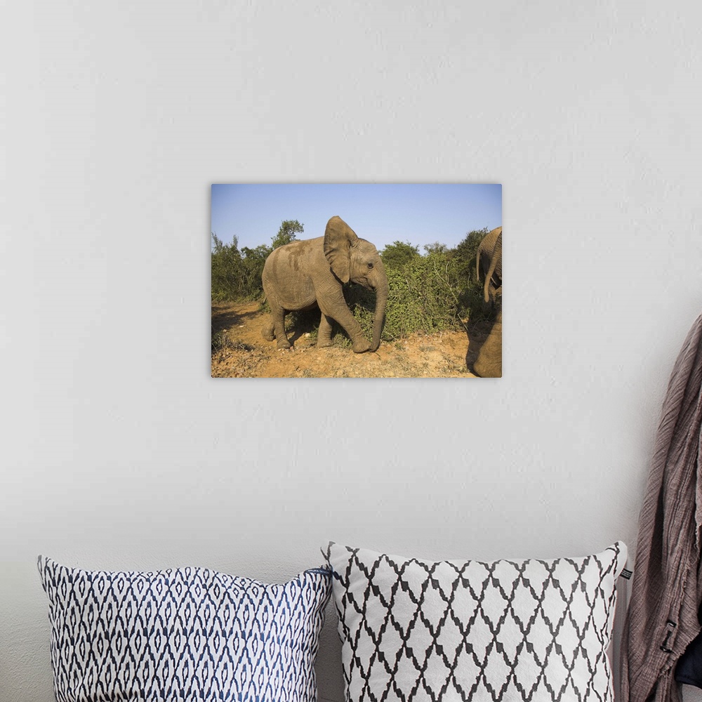 A bohemian room featuring Baby elephant following herd, Eastern Cape, South Africa