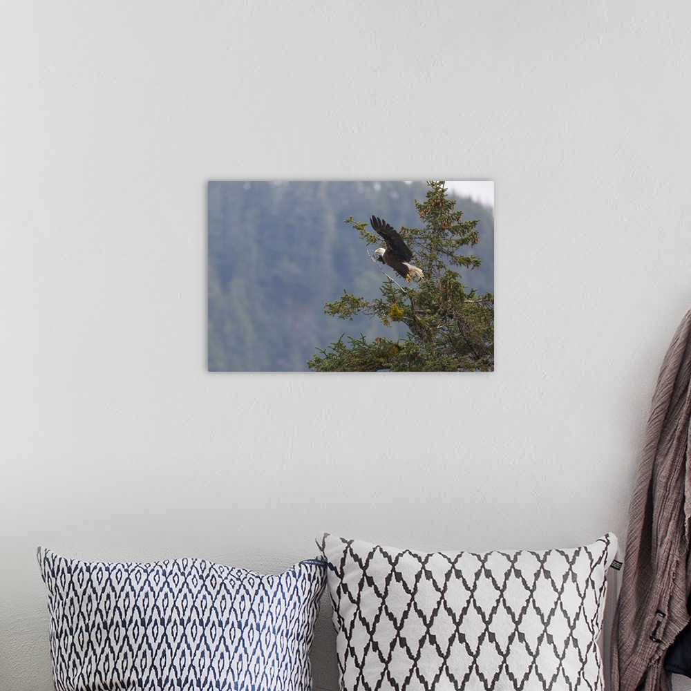 A bohemian room featuring Bald eagle, Chugach National Forest, Alaska