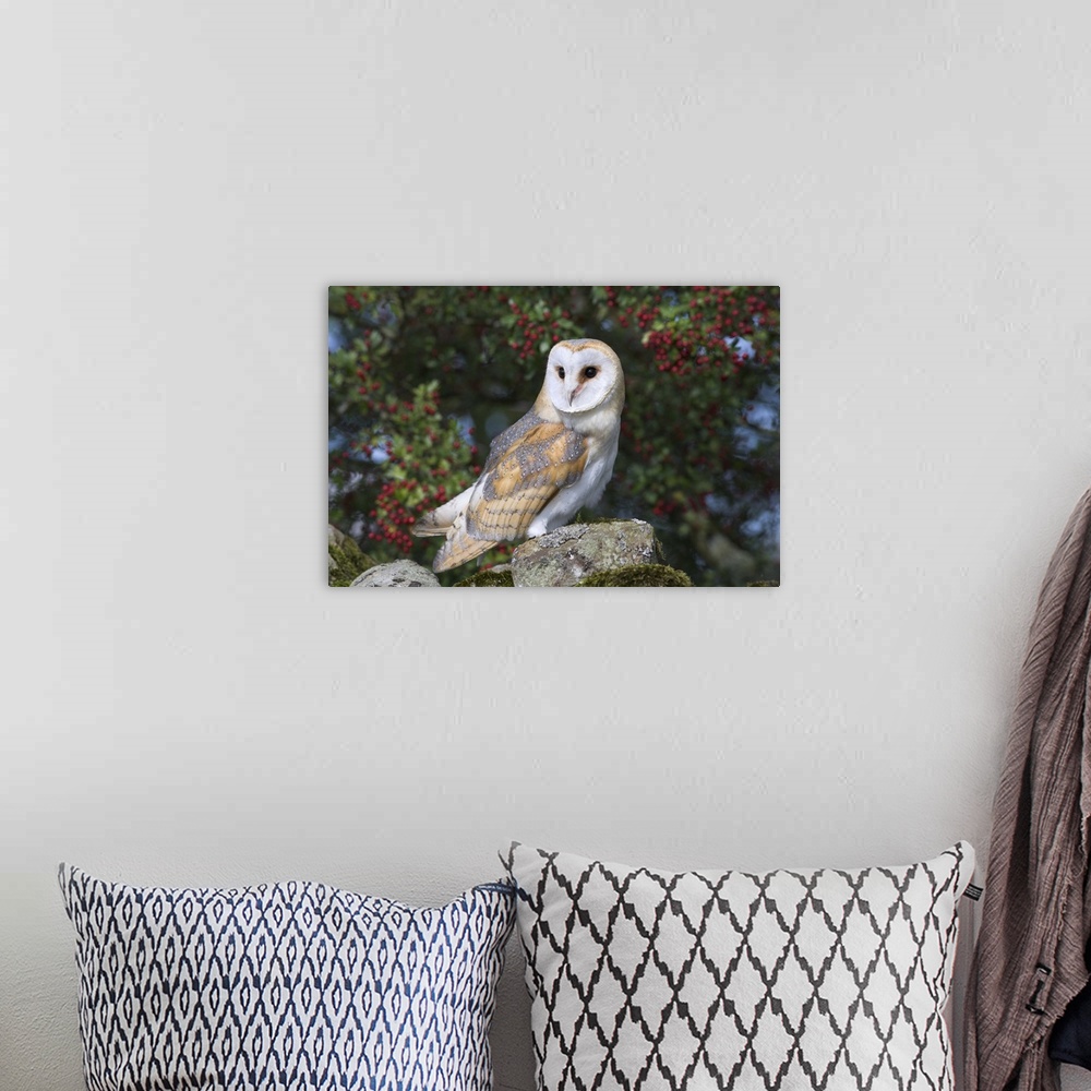 A bohemian room featuring Barn owl on dry stone wall with hawthorn berries, captive, Cumbria, England