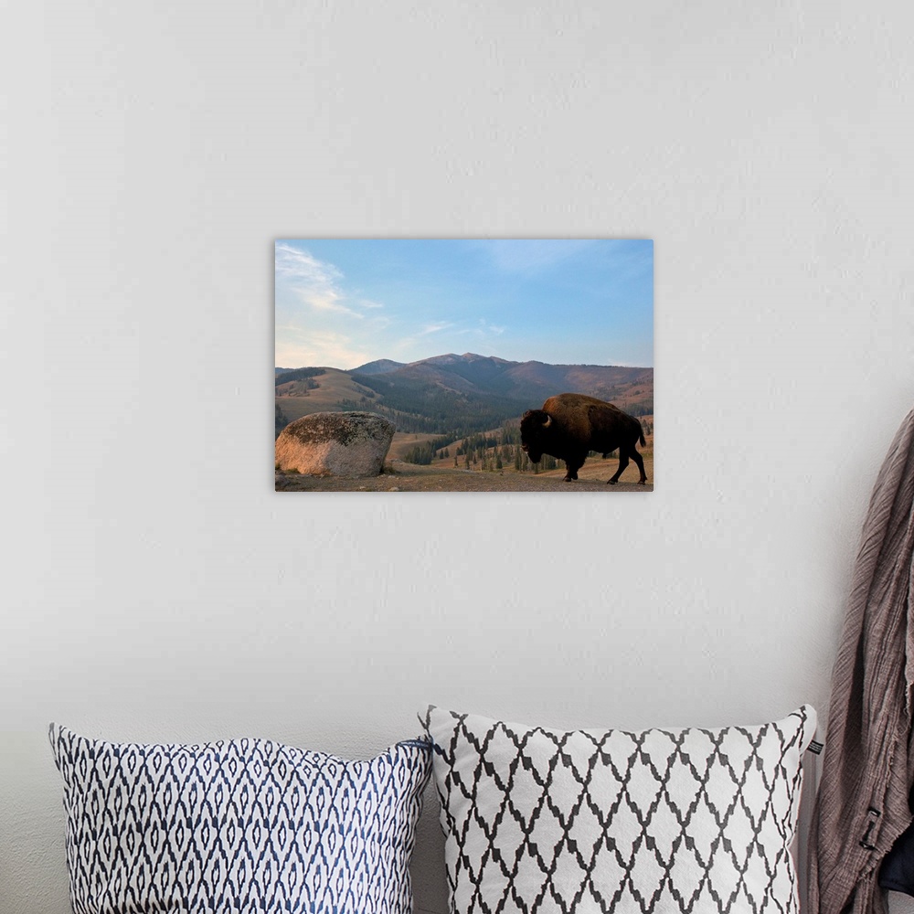 A bohemian room featuring Bison and Mount Washburn in early morning light, Yellowstone National Park, Wyoming