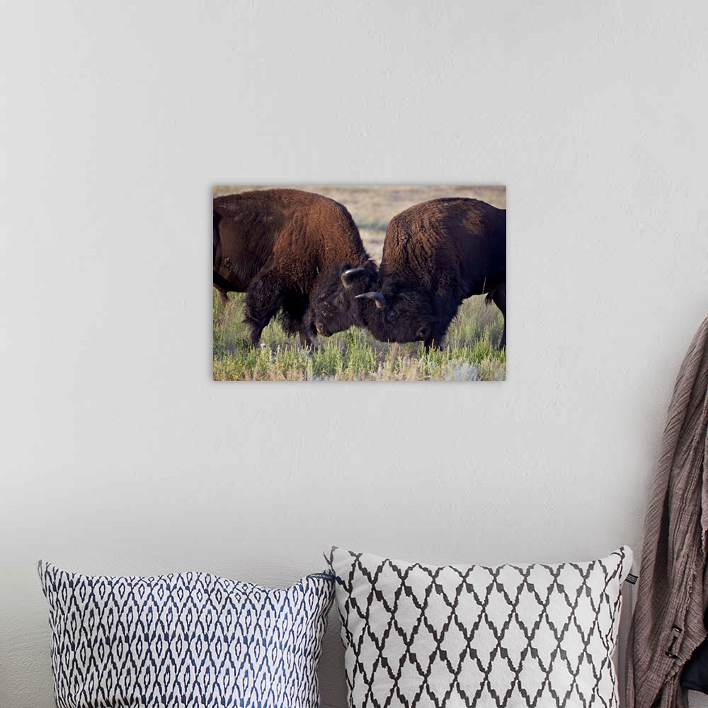 A bohemian room featuring Bison bulls sparring, Custer State Park, South Dakota, USA