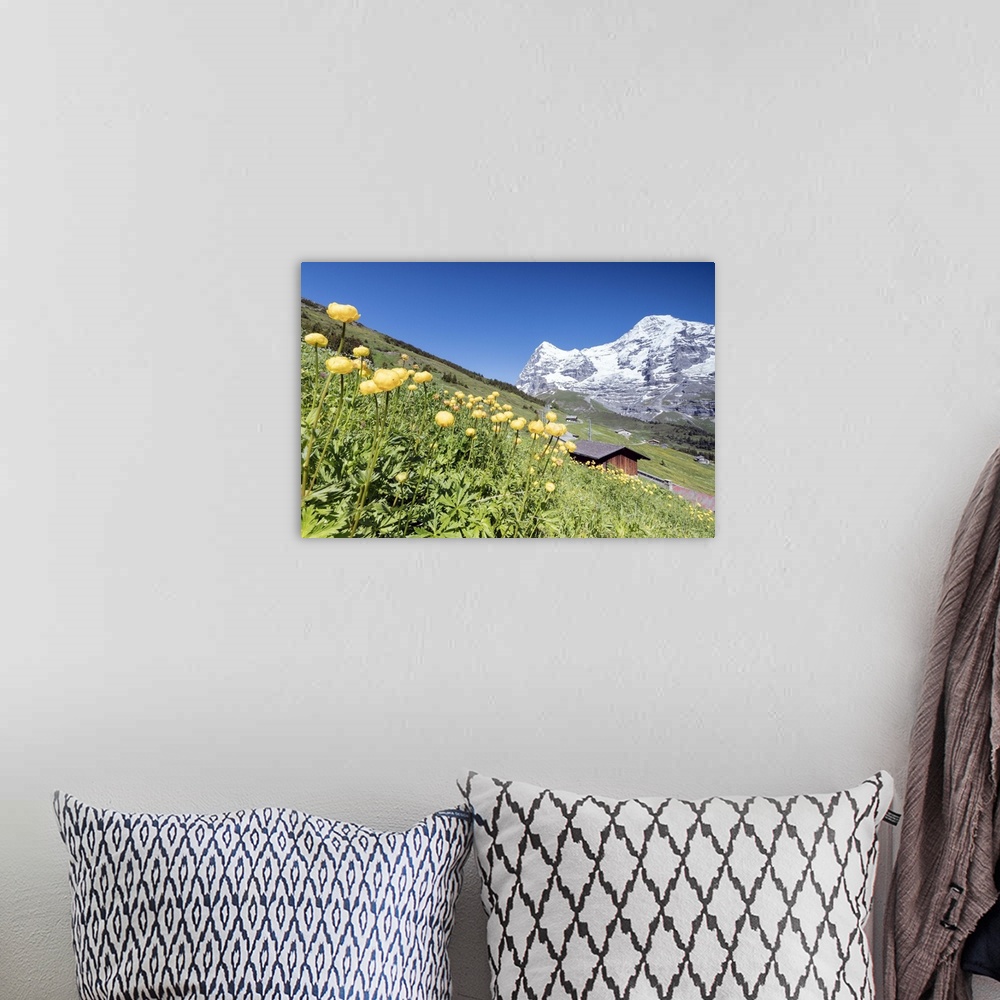 A bohemian room featuring Blooming of yellow flowers framed by green meadows and snowy peaks, Wengen, Bernese Oberland, Can...