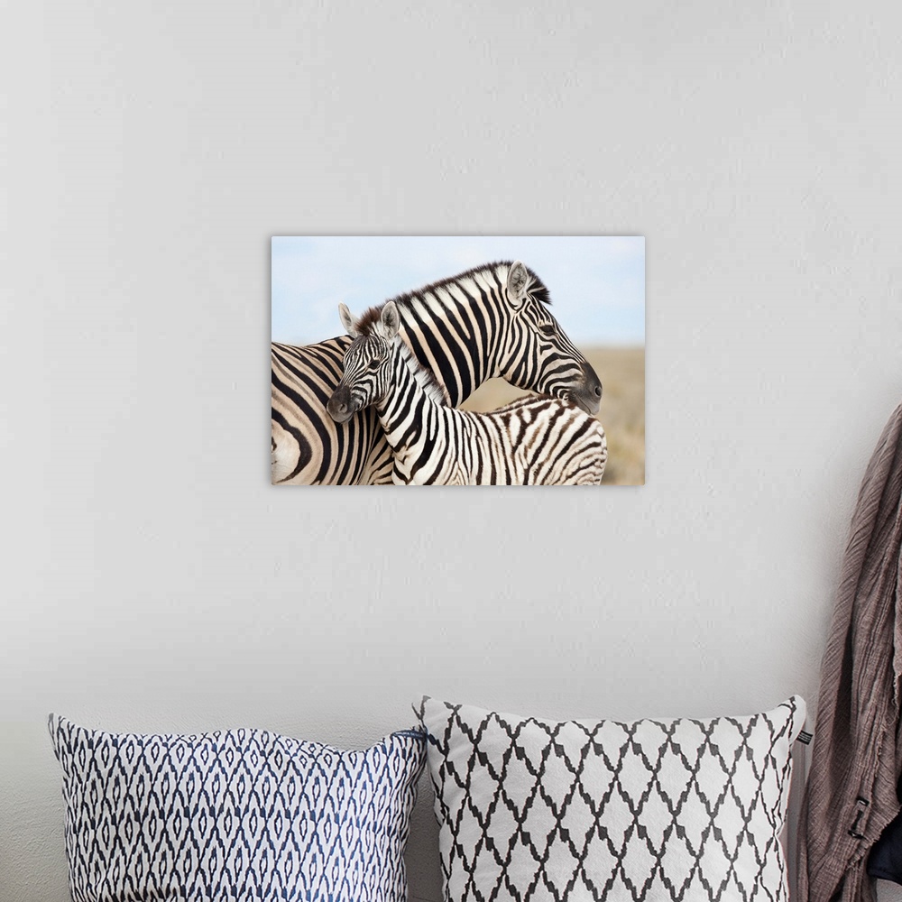 A bohemian room featuring Burchell's zebra, with foal, Etosha National Park, Namibia, Africa