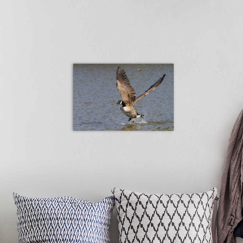 A bohemian room featuring Canada goose running on surface of a lake about to take off, Wiltshire, England
