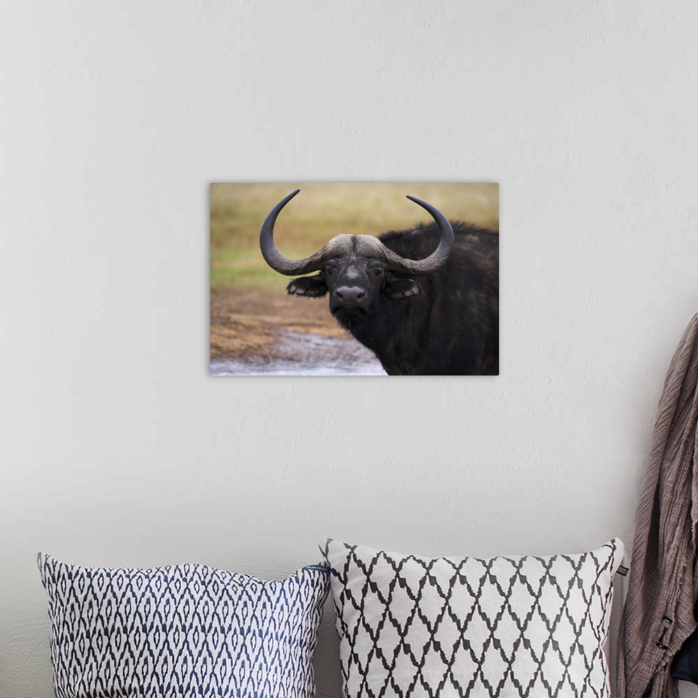 A bohemian room featuring Cape buffalo, Syncerus caffer, Addo Elephant National Park, South Africa