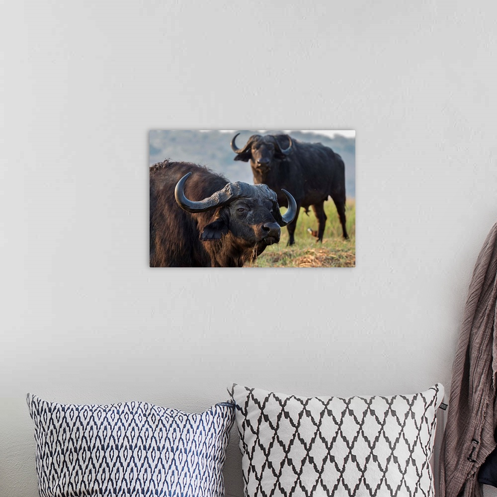 A bohemian room featuring Cape buffalo (Syncerus caffer), Chobe river, Botswana, Africa