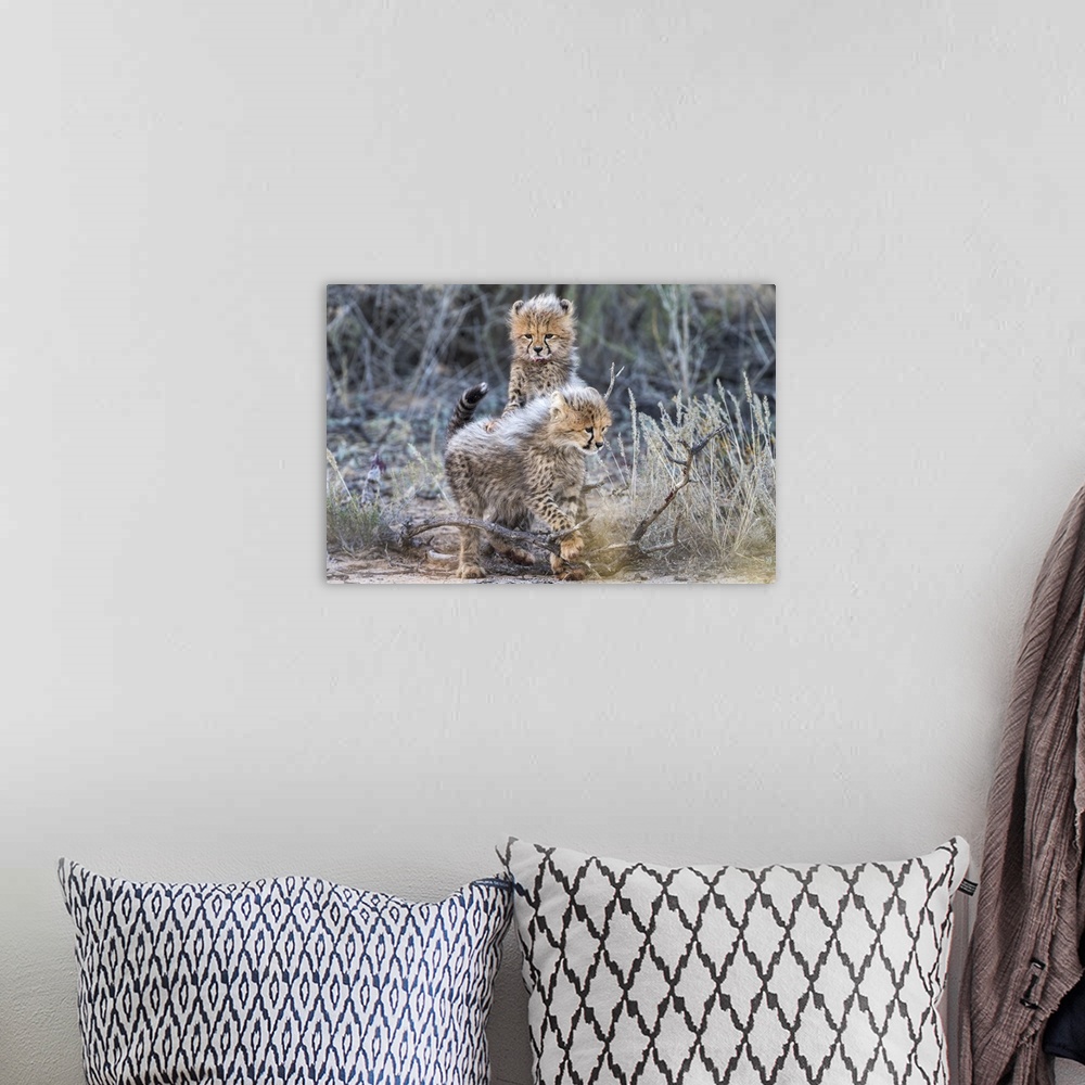 A bohemian room featuring Cheetah (Acinonyx jubatus) cubs, Kgalagadi Transfrontier Park, Northern Cape, South Africa, Africa