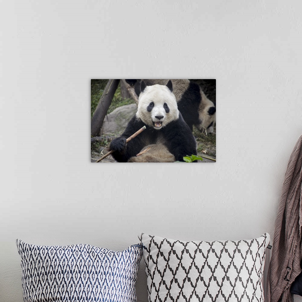 A bohemian room featuring Chengdu Research Base of Giant Panda Breeding, Chengdu, Sichuan Province, China