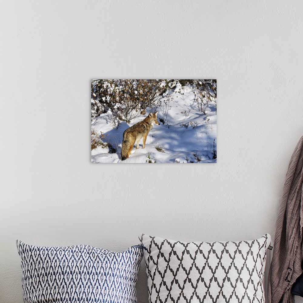 A bohemian room featuring Coyote walking through snow, Kananaskis Country, Alberta, Canada