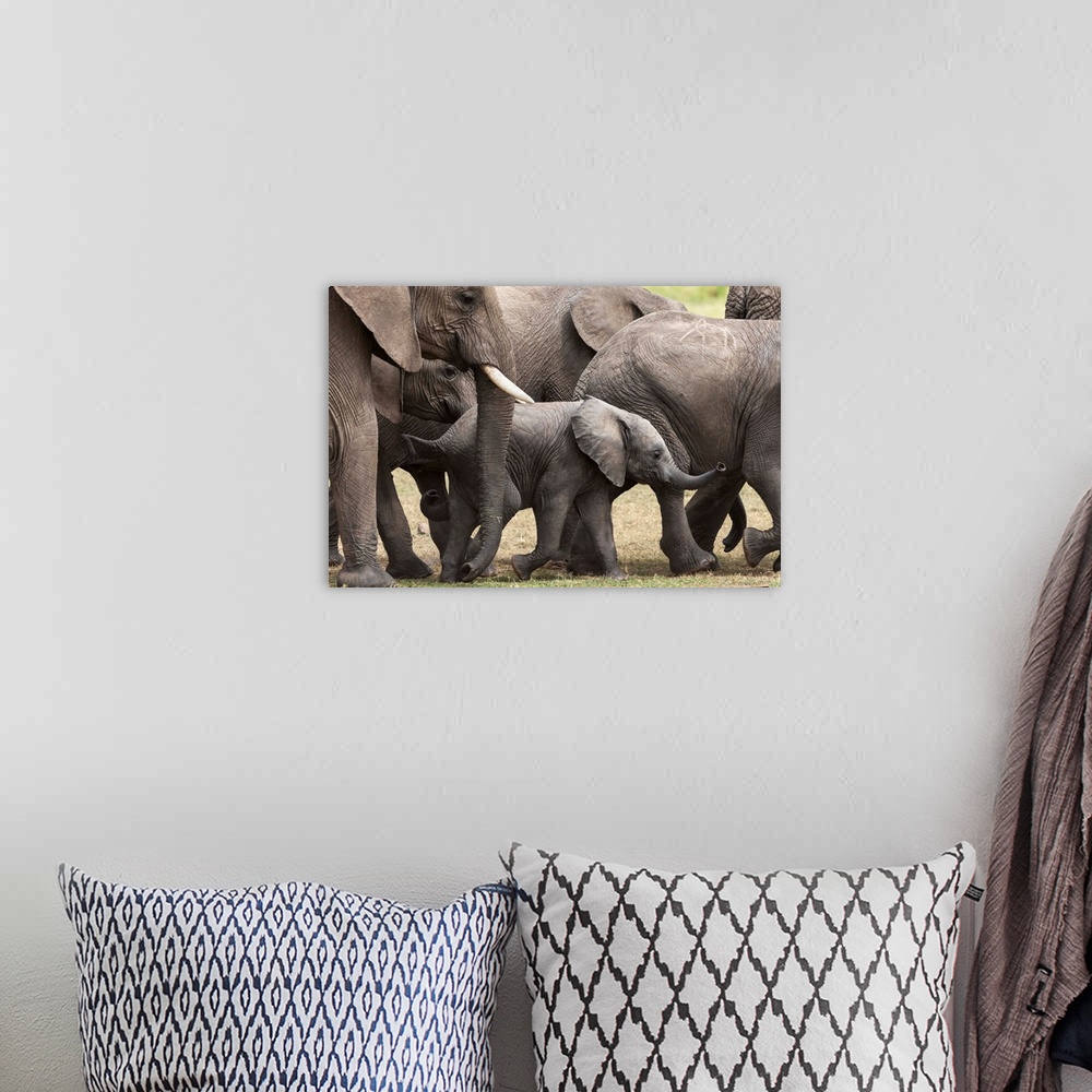 A bohemian room featuring Elephants, Masai Mara National Reserve, Kenya, East Africa, Africa