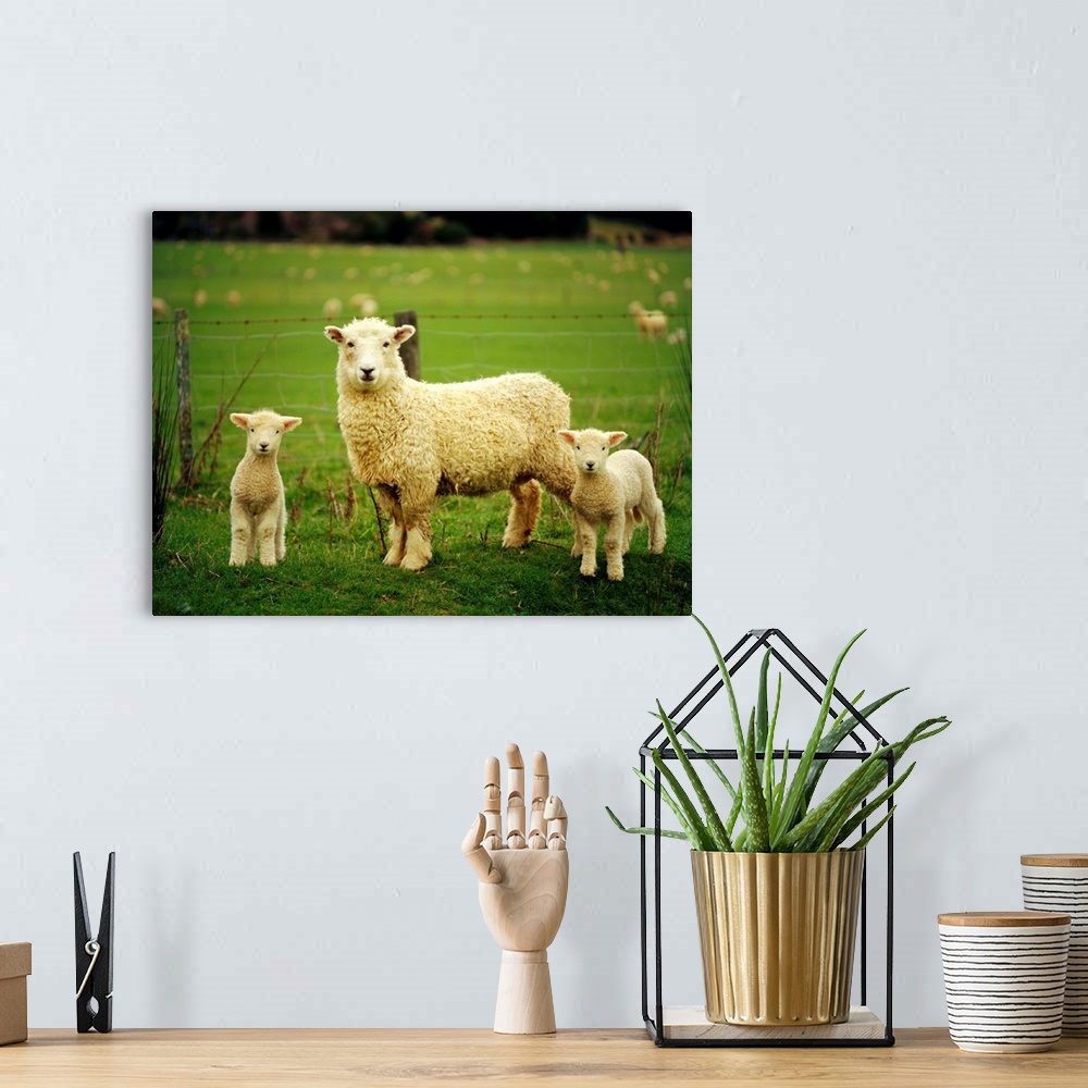 A bohemian room featuring Ewe and twin lambs on sheep farm, Marlborough, South Island, New Zealand