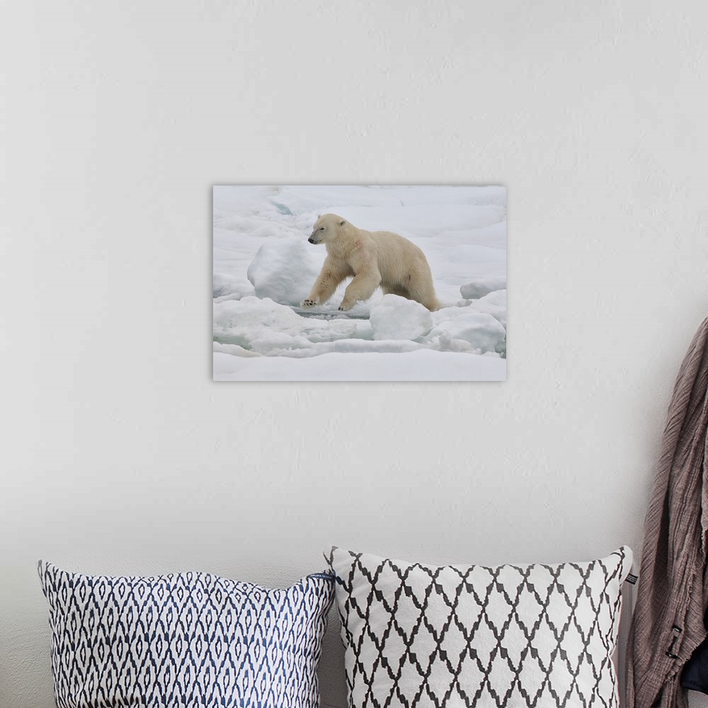 A bohemian room featuring Female polar bear, Svalbard Archipelago, Barents Sea, Norway, Scandinavia