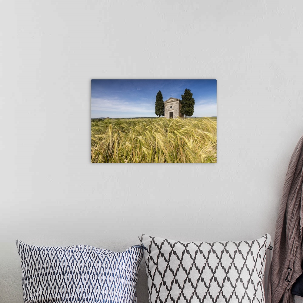 A bohemian room featuring Fields of ears of corn on the gentle green hills of Val d'Orcia, Province of Siena, Tuscany, Italy