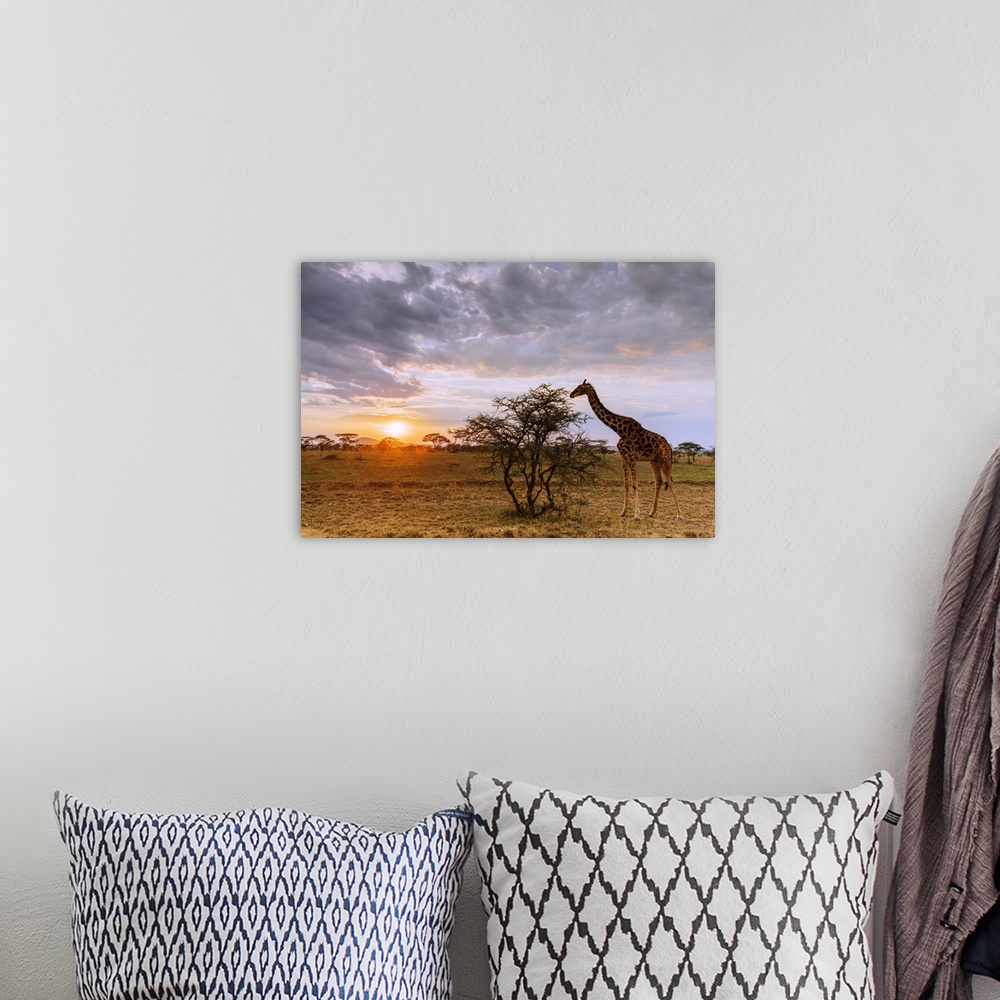 A bohemian room featuring Giraffe (Giraffa camelopardalis) at sunset, Serengeti National Park, UNESCO World Heritage Site, ...