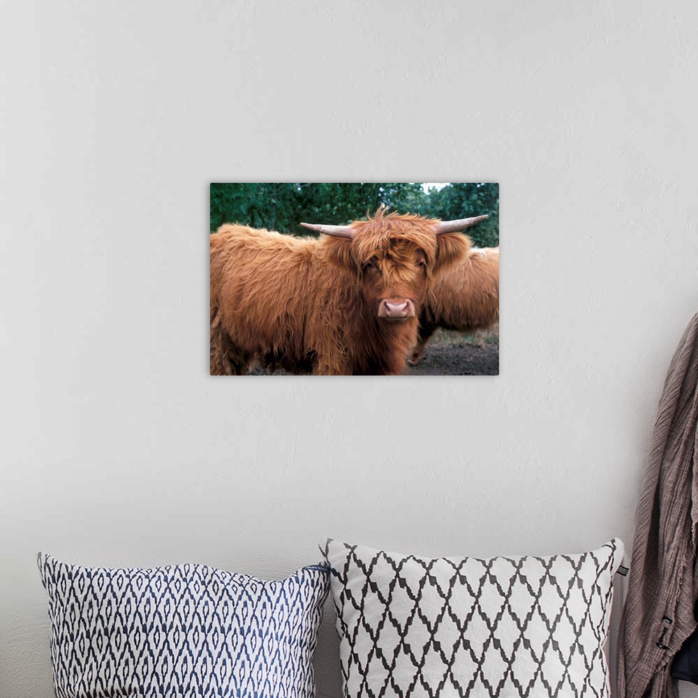 A bohemian room featuring Highland cattle, Scotland, UK