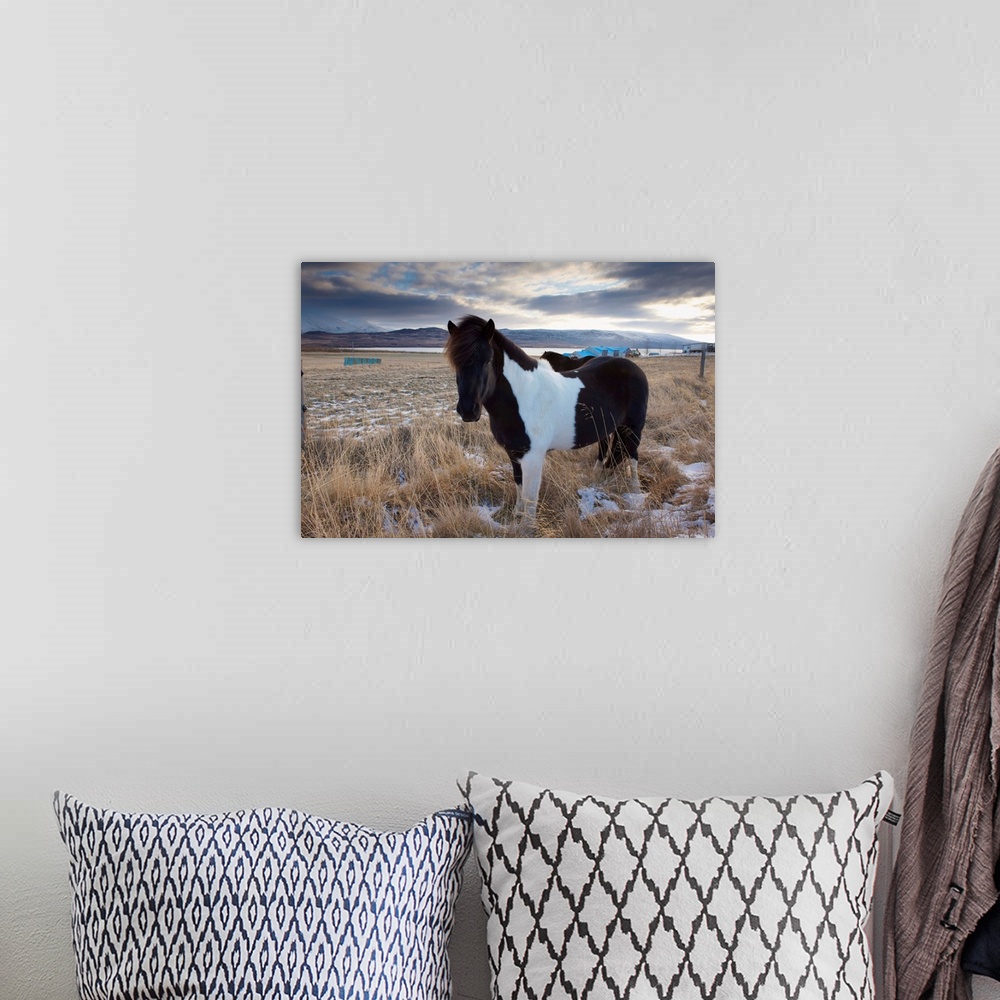 A bohemian room featuring Icelandic horse, Fljotdalsherad valley, East Fjords area, Iceland