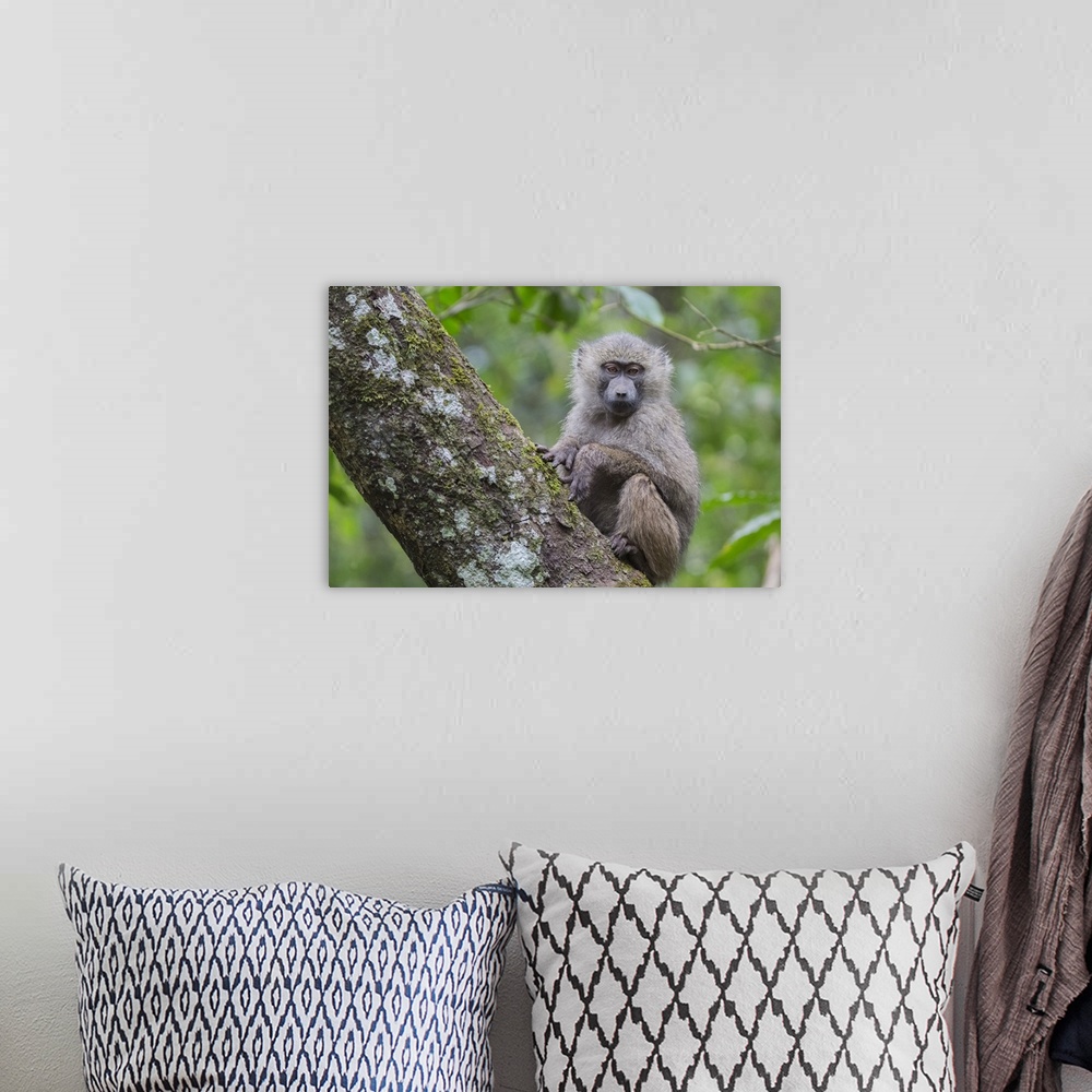 A bohemian room featuring Juvenile olive baboon sitting in tree, Arusha National Park, Tanzania