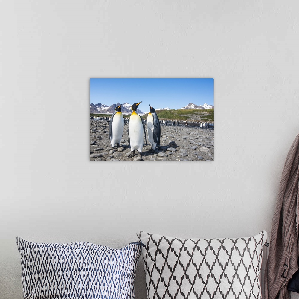 A bohemian room featuring King penguins (Aptenodytes patagonicus), Salisbury Plain, South Georgia, Antarctica, Polar Regions