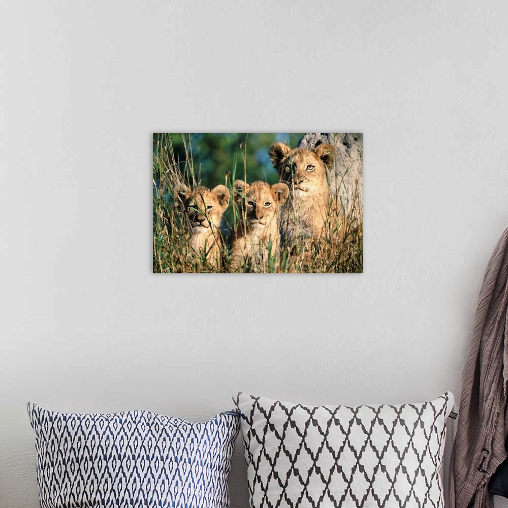 A bohemian room featuring Lion cubs, Kruger National Park, South Africa, Africa