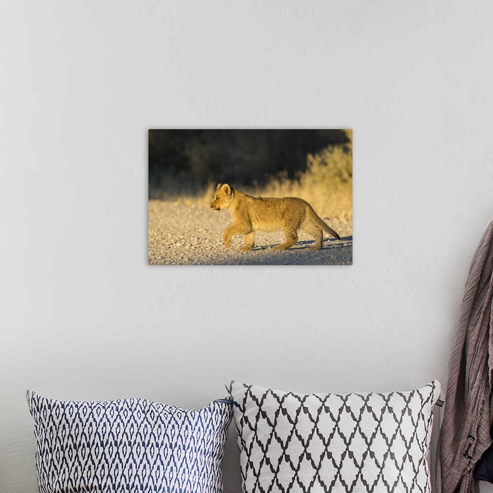 A bohemian room featuring Lion (Panthera leo) cub, Kgalagadi Transfrontier Park, South Africa, Africa
