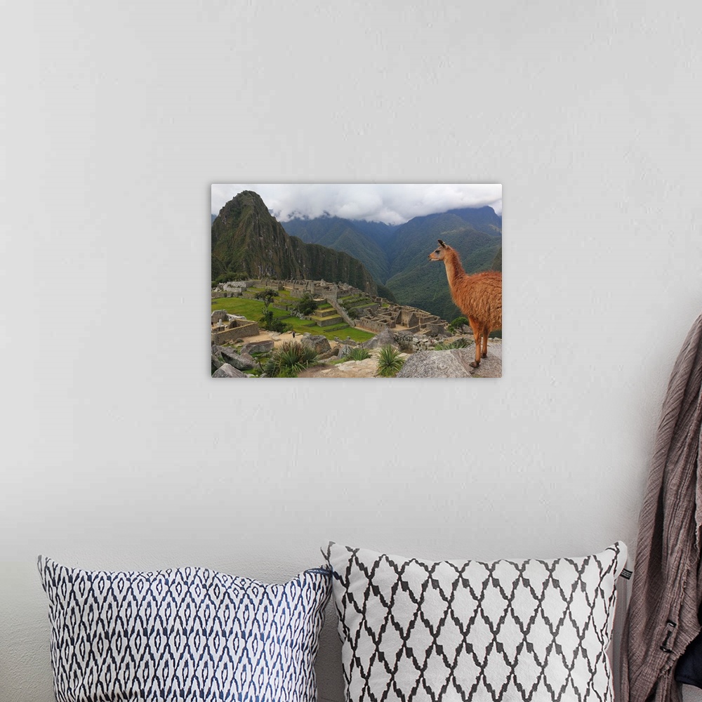 A bohemian room featuring Llama standing at Machu Picchu viewpoint, Peru
