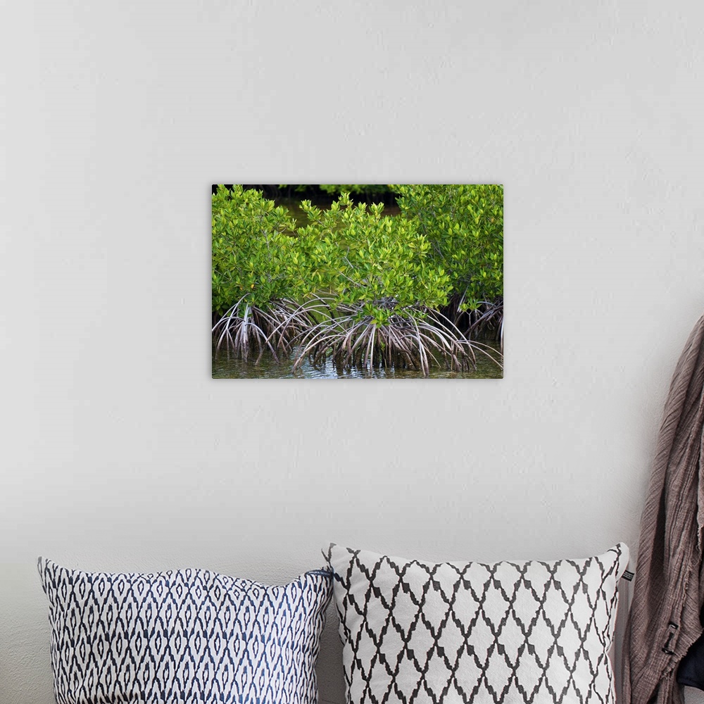 A bohemian room featuring Mangrove forest, Buena Vista Bay, Cayo Santa Maria, Cuba