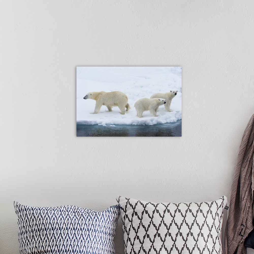 A bohemian room featuring Mother polar bear (Ursus maritimus) with two cubs on the edge of a melting ice floe, Spitsbergen ...