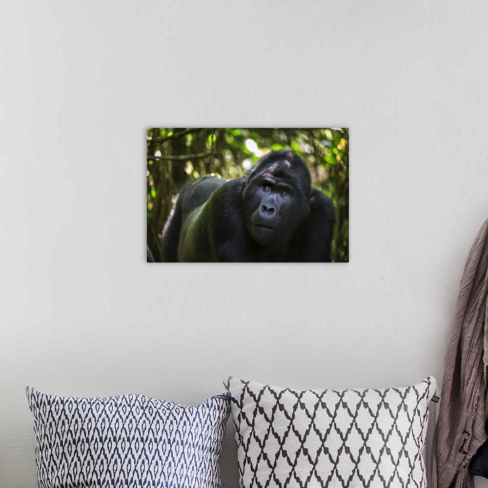 A bohemian room featuring Mountain gorilla, Bwindi Impenetrable Forest, Uganda