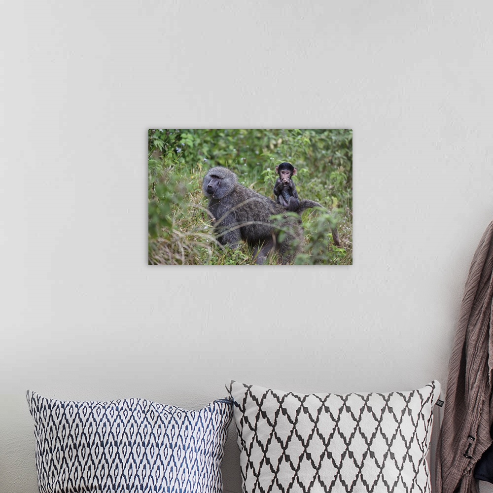 A bohemian room featuring Olive baboon with baby on back, Arusha National Park, Tanzania