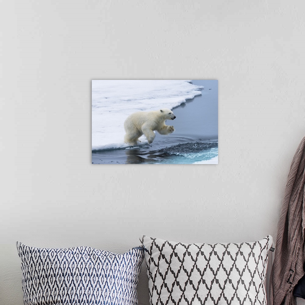 A bohemian room featuring Polar bear cub (Ursus maritimus) jumping over the water, Spitsbergen Island, Svalbard archipelago...