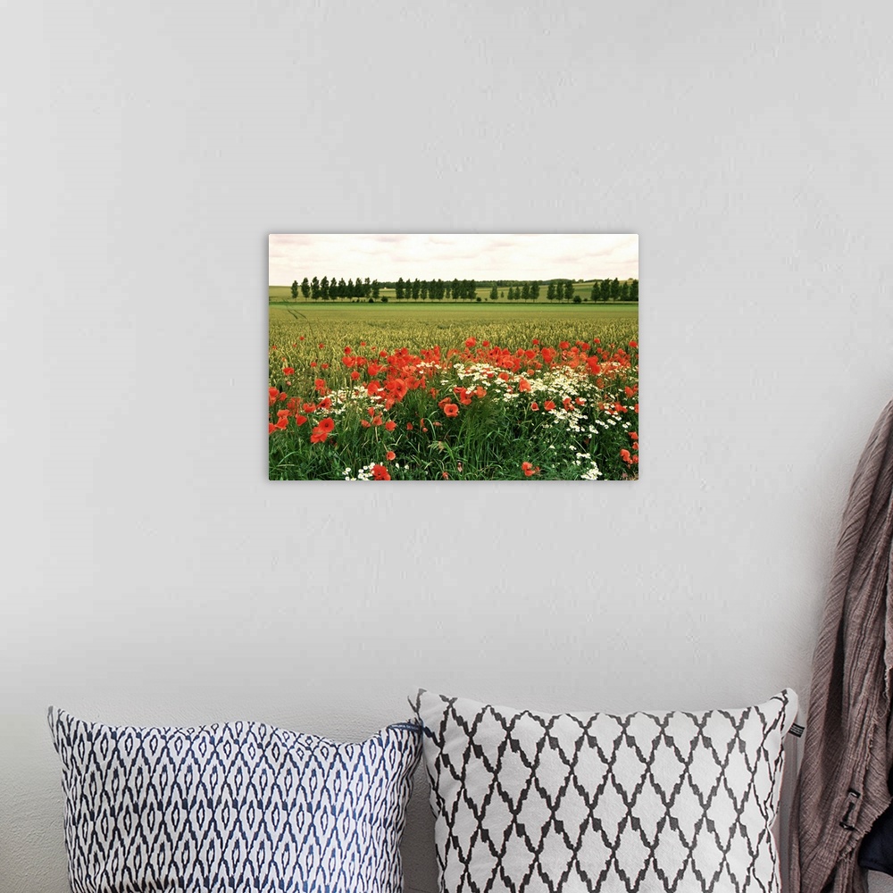 A bohemian room featuring Poppies in the Valley of the Somme near Mons, Nord-Picardy, France, Europe