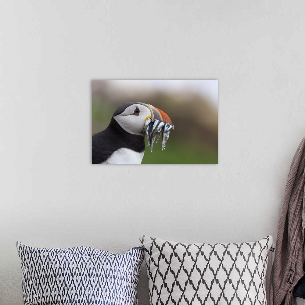 A bohemian room featuring Puffin (Fratercula arctica) with sand eels, Farne Islands, Northumberland, England, United Kingdo...
