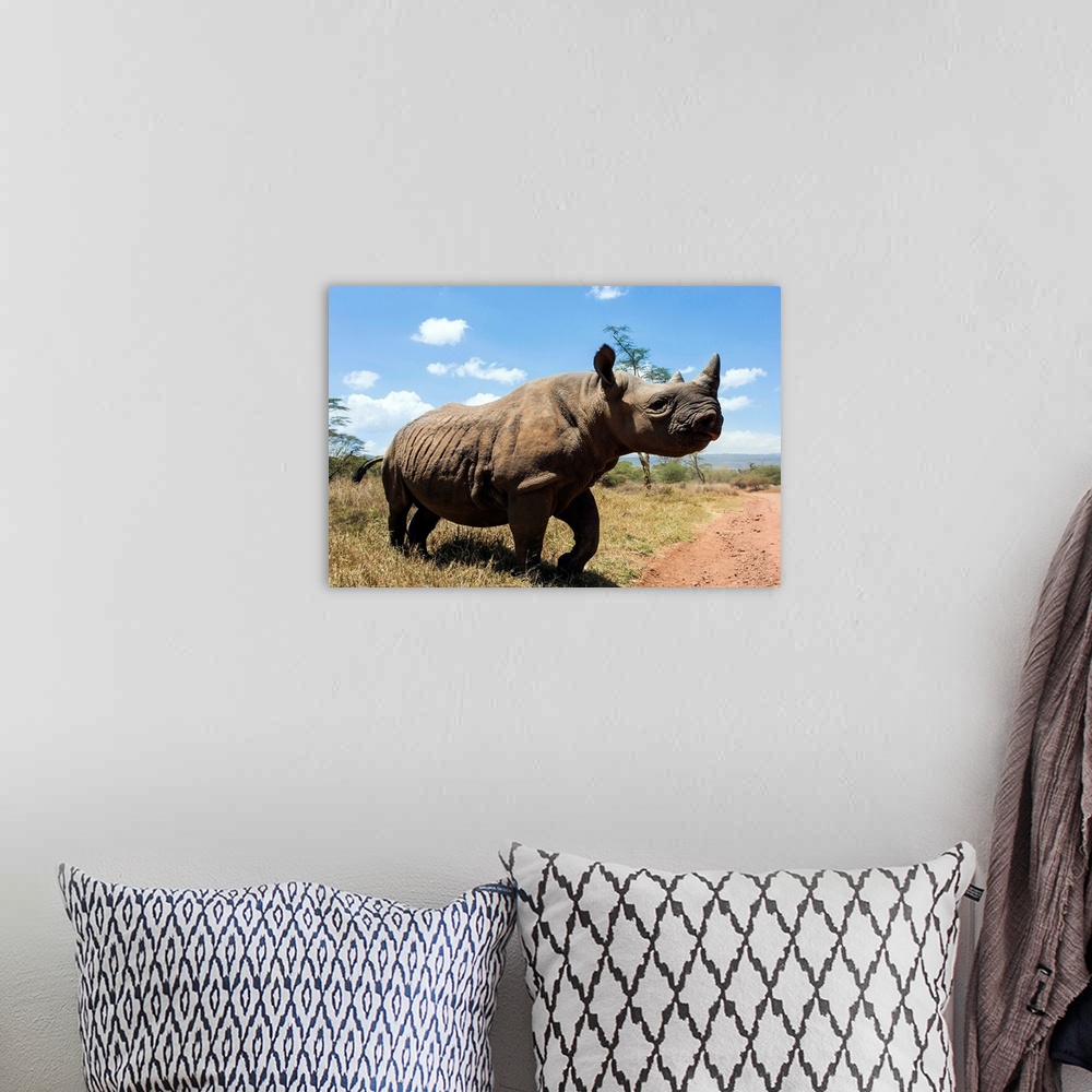 A bohemian room featuring Rhino, Lewa Wildlife Conservancy, Laikipia, Kenya, East Africa, Africa