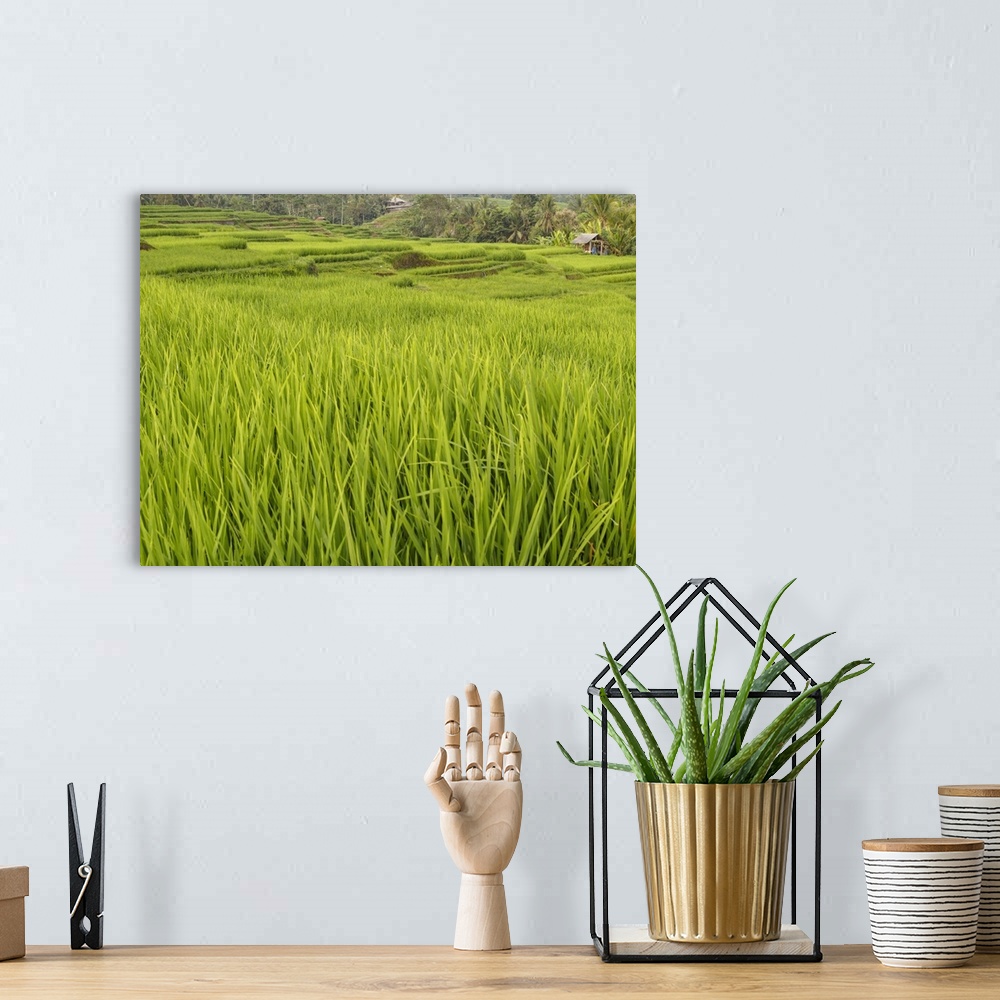 A bohemian room featuring Rice paddies, Bali, Indonesia, Southeast Asia, Asia