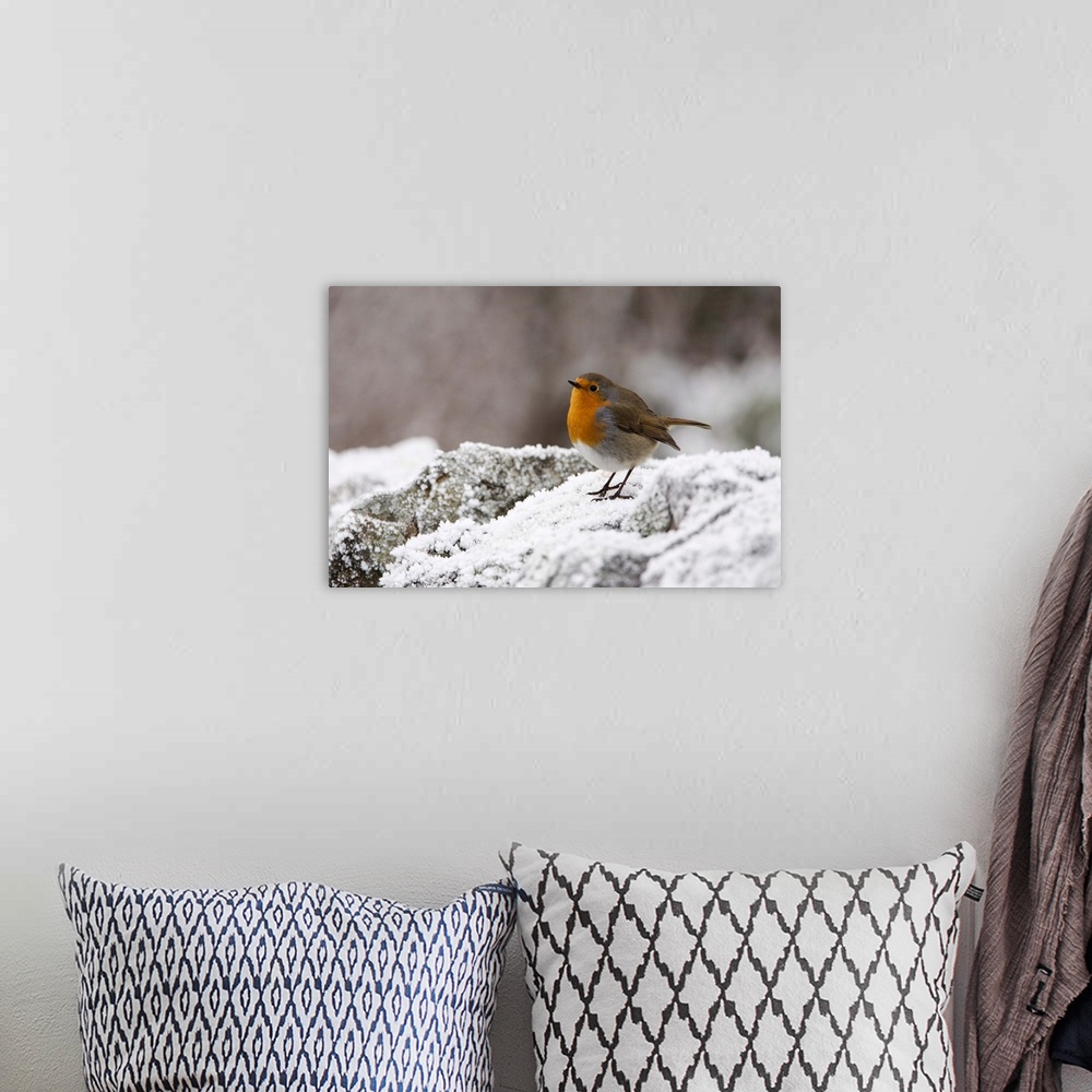 A bohemian room featuring Robin on frosty wall in winter, Northumberland, England