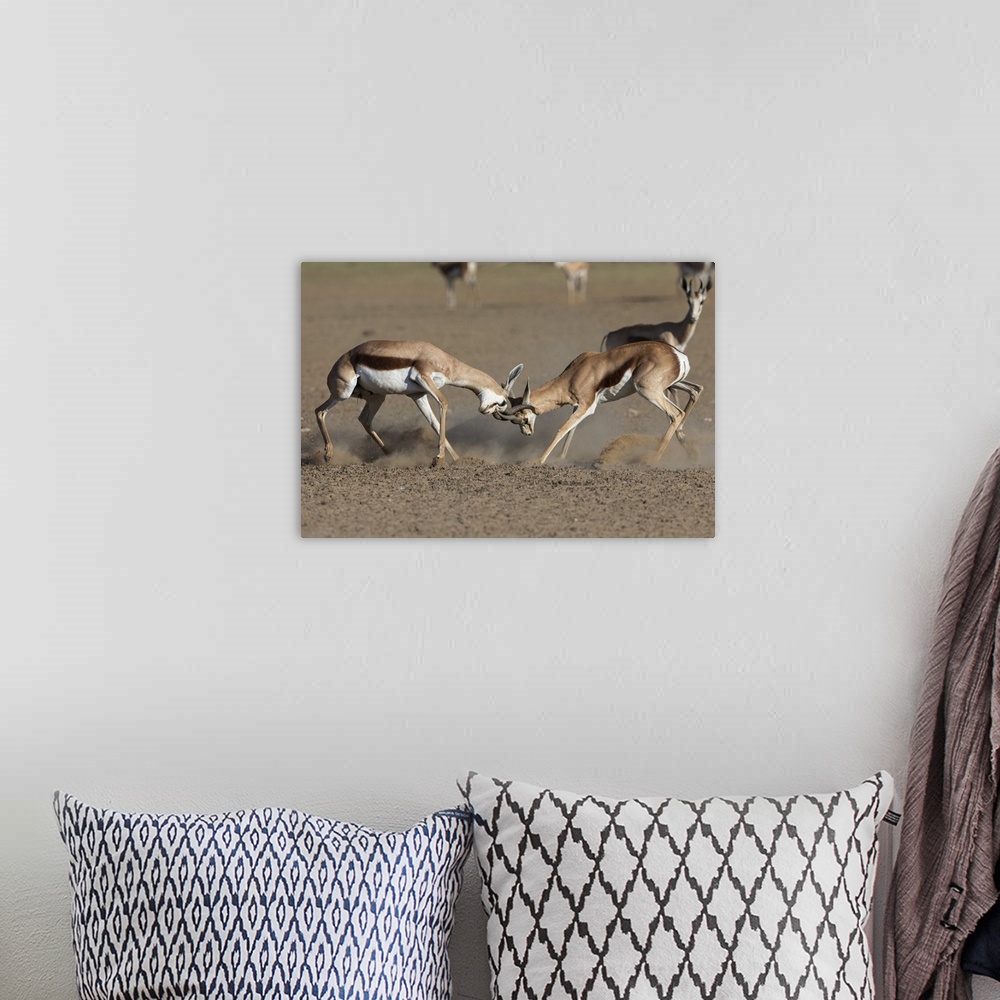 A bohemian room featuring Springbok (Antidorcas marsupialis) fighting, Kgalagadi Transfrontier Park, South Africa, Africa