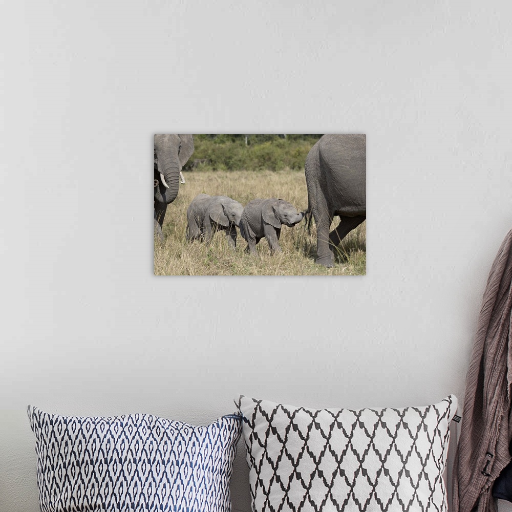 A bohemian room featuring Two young African Elephant, Masai Mara National Reserve, Kenya