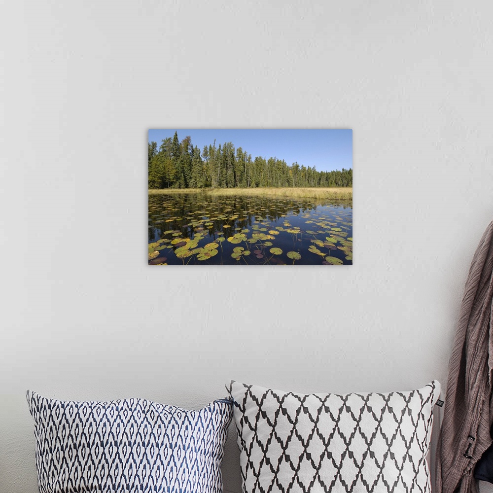 A bohemian room featuring Water lilies on the Frost River, Superior National Forest, Minnesota