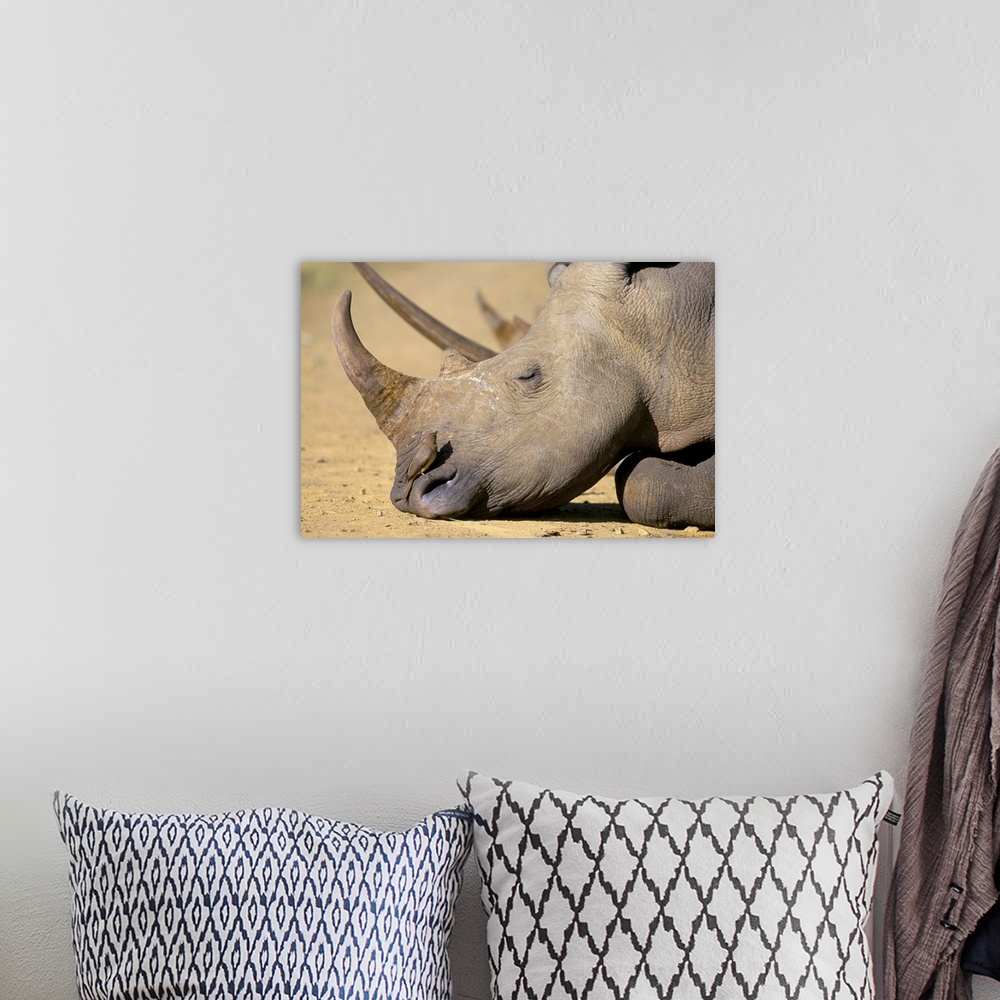 A bohemian room featuring White rhino, Hluhluwe Game Reserve, KwaZulu Natal, South Africa