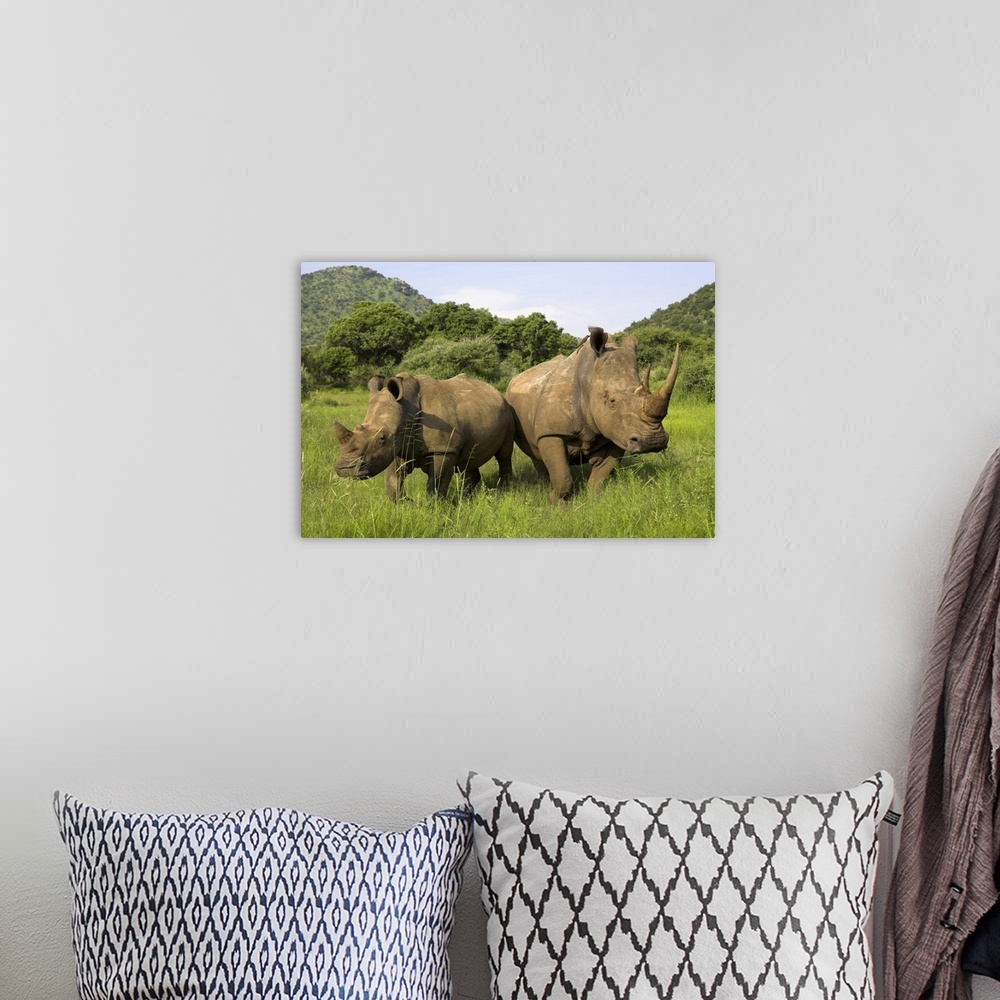 A bohemian room featuring White rhino, with calf in Pilanesberg game reserve, North West Province, South Africa