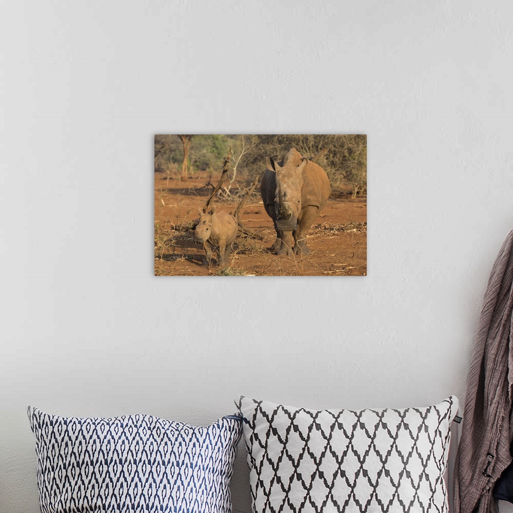 A bohemian room featuring White rhino (Ceratotherium simum) cow with calf, Zimanga private game reserve, KwaZulu-Natal, Sou...
