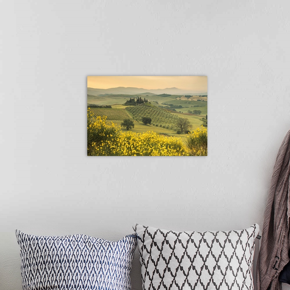 A bohemian room featuring Yellow flowers frame the gentle green hills of Val d'Orcia at dawn, Province of Siena, Tuscany, I...