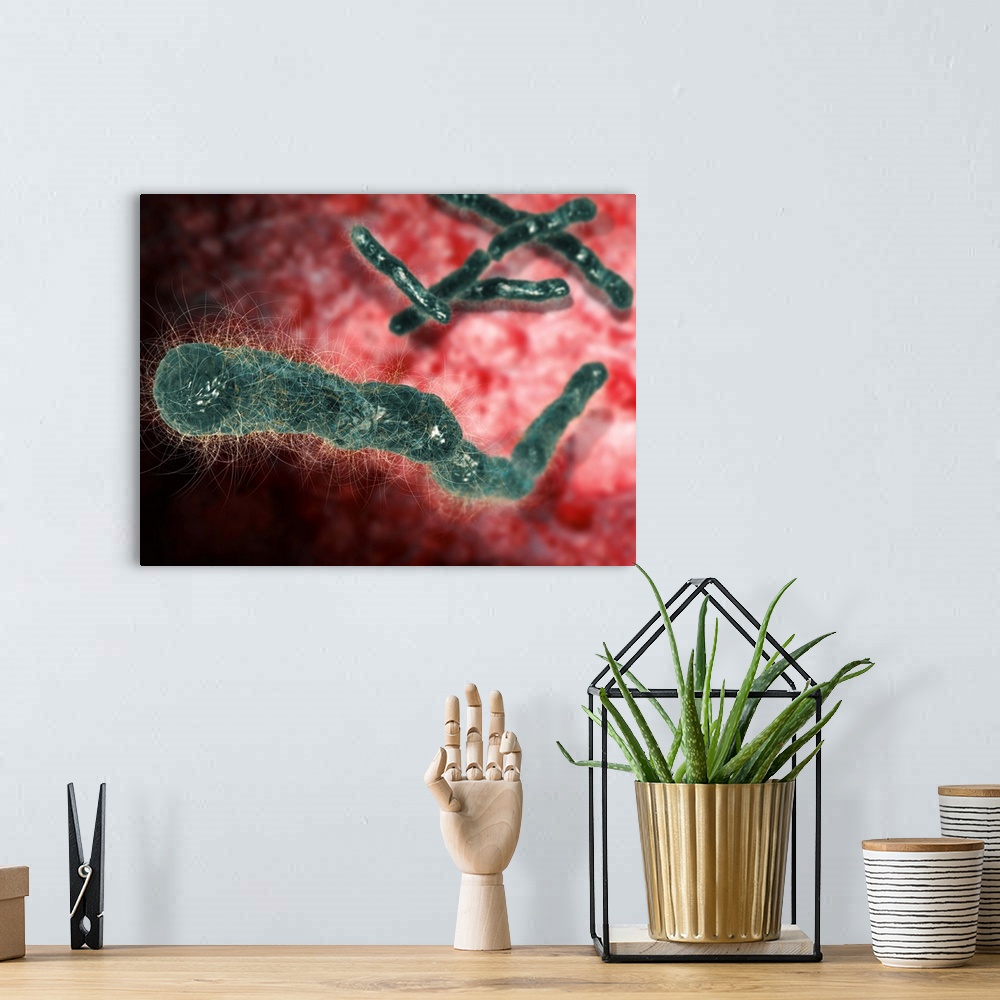 A bohemian room featuring Anthrax bacteria. Computer artwork of Bacillus anthracis bacteria, the cause of anthrax. B. anthr...