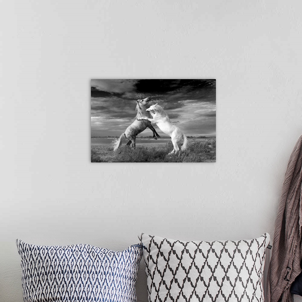 A bohemian room featuring Camargue horses fighting. This horse is a local breed of the horse (Equus ferus caballus). The Ca...