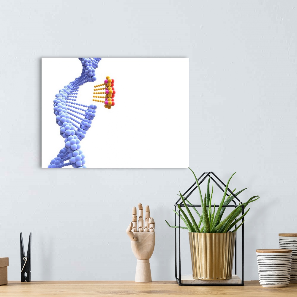 A bohemian room featuring DNA strand. Computer artwork showing the double helix structure of a DNA (deoxyribonucleic acid) ...