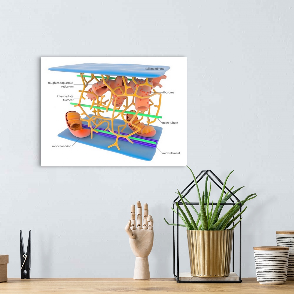A bohemian room featuring Cytoskeleton. Illustration showing the main elements of the cytoskeleton, the internal support an...