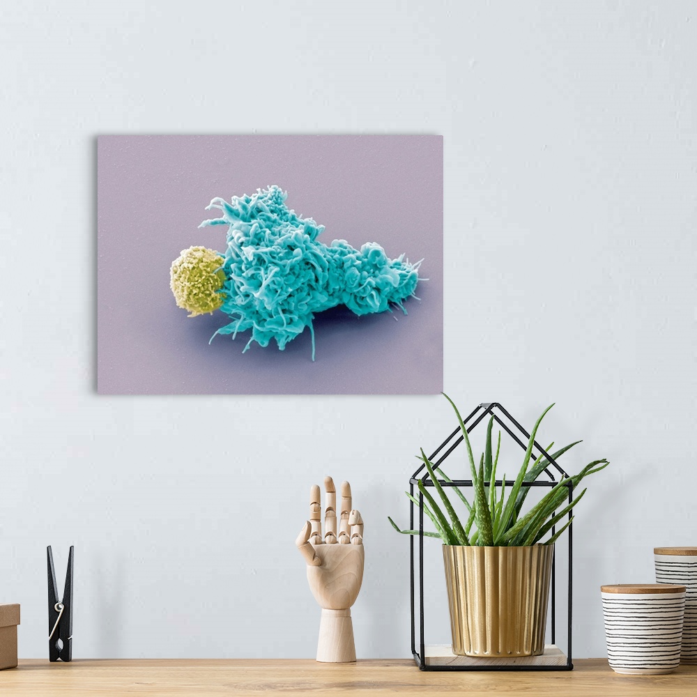 A bohemian room featuring Dendritic cell and lymphocyte, coloured scanning electron micrograph (SEM). Interaction between a...